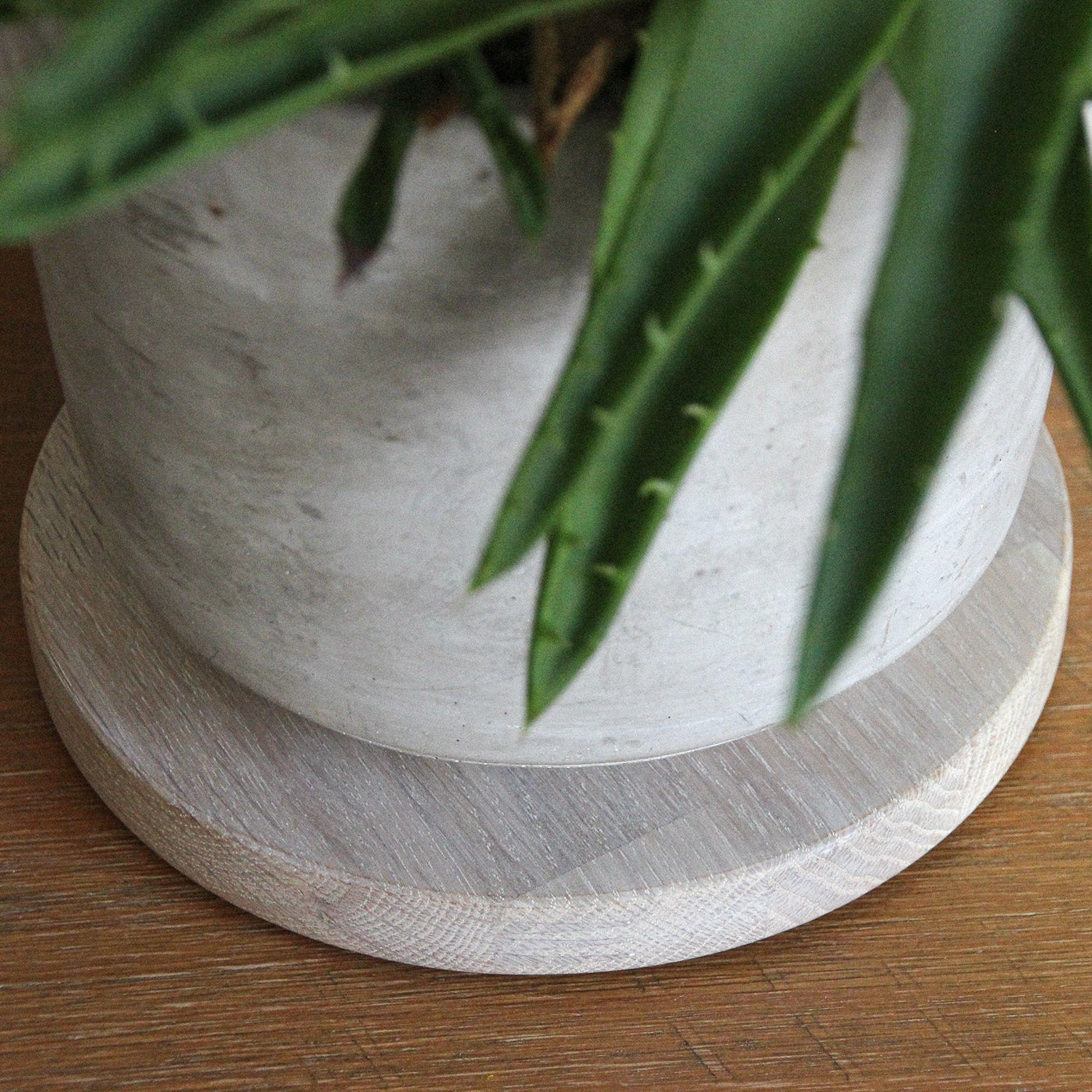 Potted plant with a textured white pot on a light oak round mat