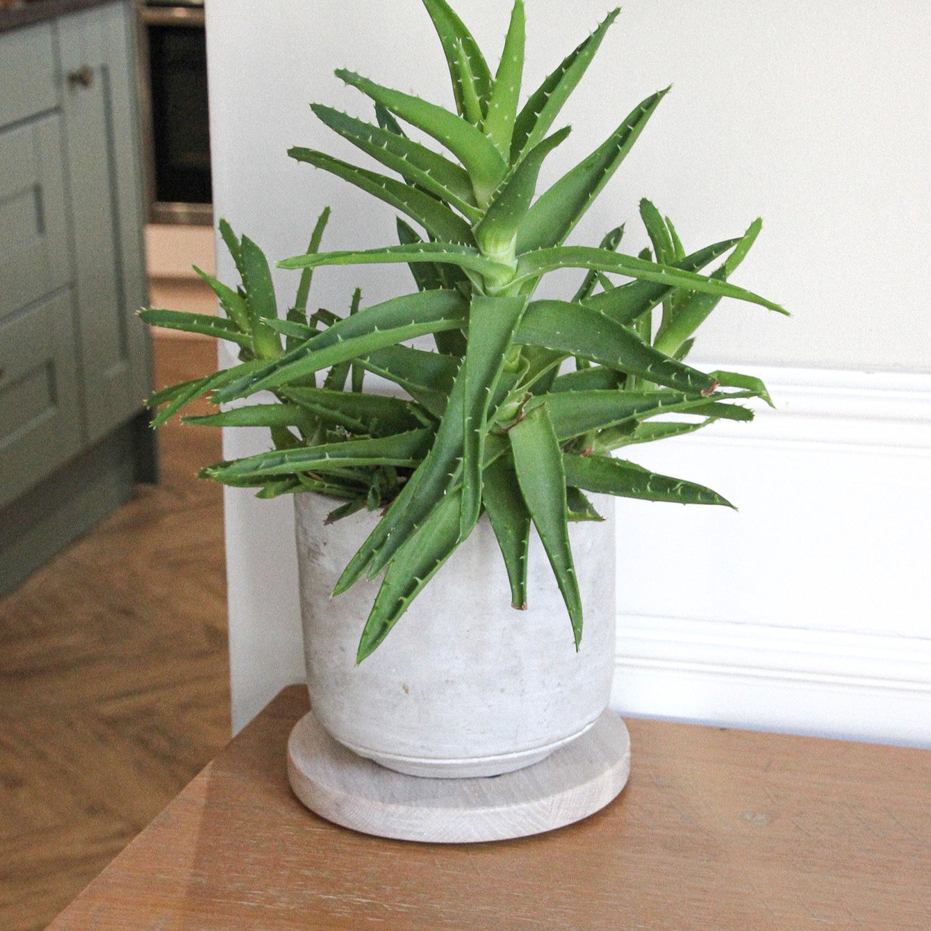 Potted aloe vera plant on a round lightened wood display mat with a kitchen background