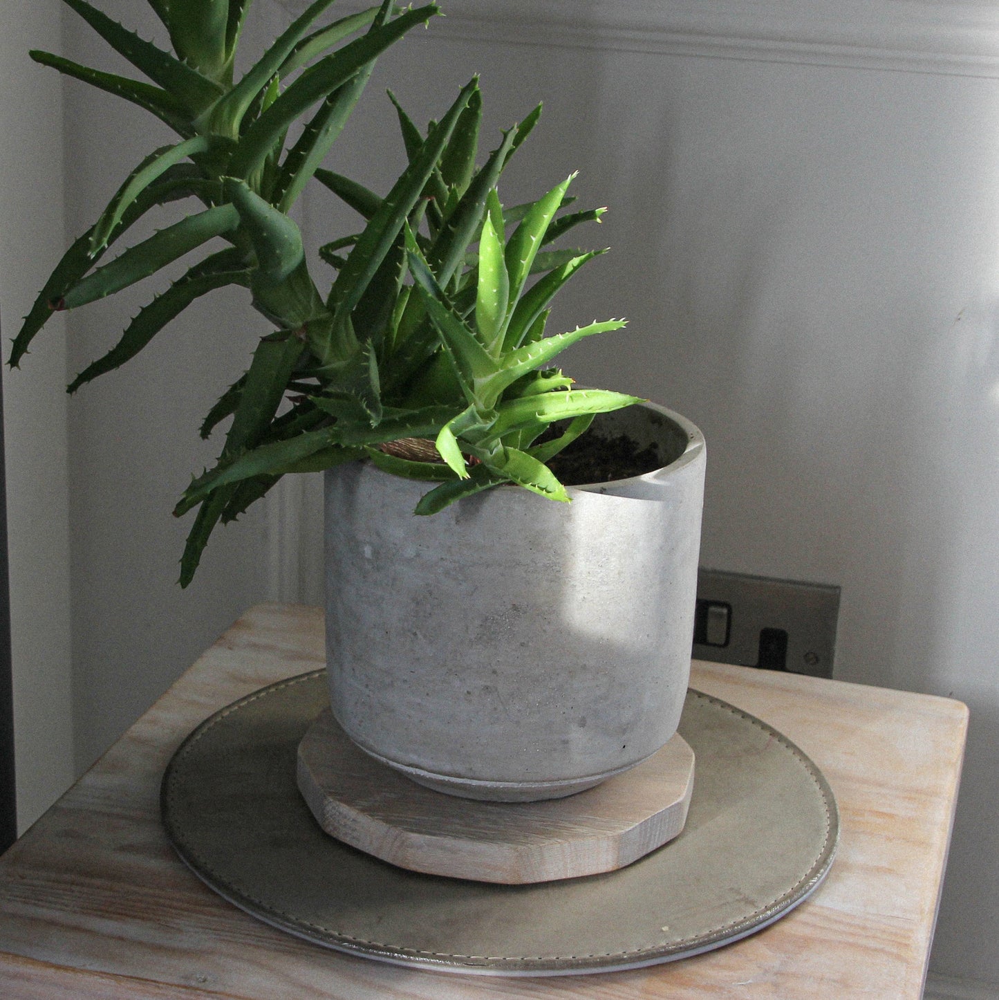 Potted plant on a wooden surface with a neutral background placed on top of the tryweryn display mat in a limed oak shade with 50 pence piece edges which ads another element to the styling.