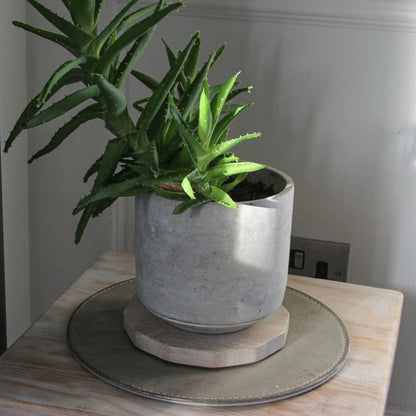 Potted plant on a wooden surface with a neutral background placed on top of the  tryweryn display mat in a limed oak shade with 50 pence piece edges which ads another element to the styling.