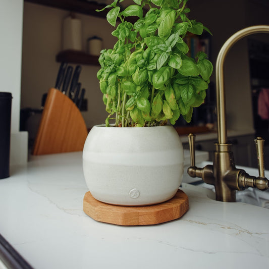 Potted plant on a kitchen counter with a brass faucet in the background on top of a small oak display mat with numerous edges to make it a bit jaggered.